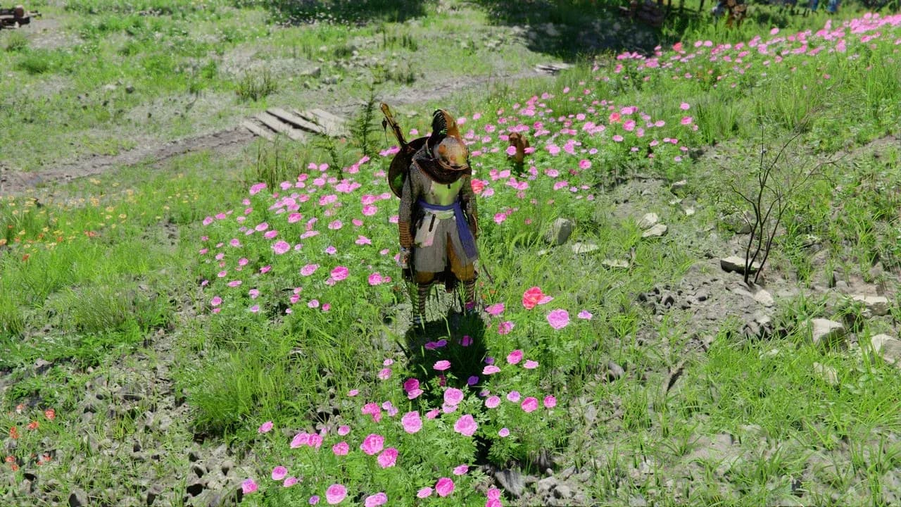 Peony patches near Hernand stables