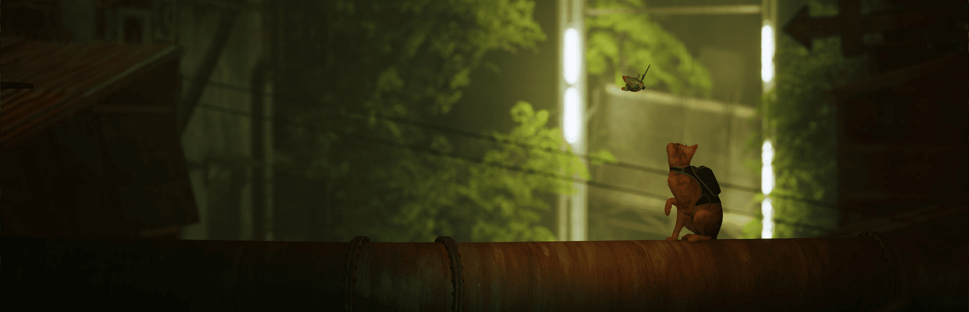 Stray Banner