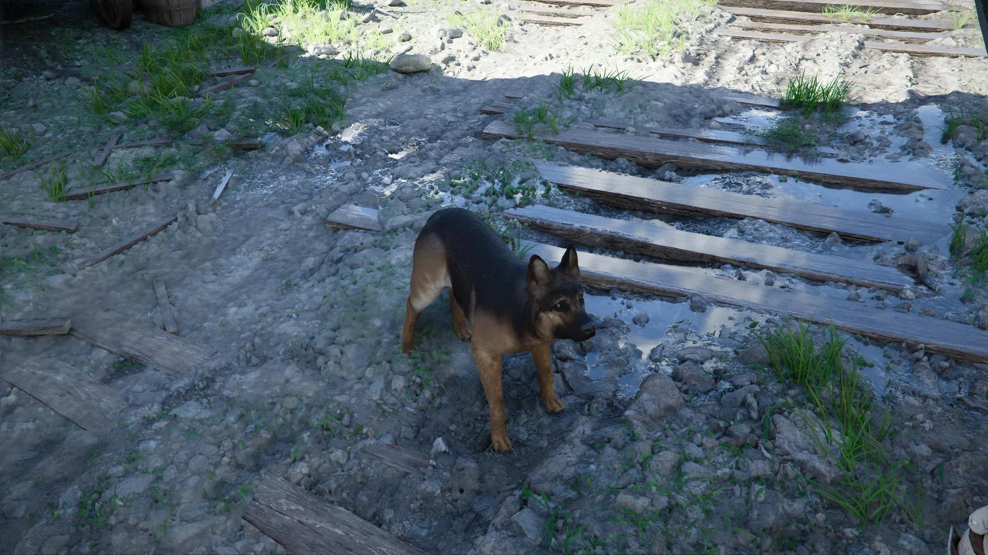 Dog Thread : r/CrimsonDesert