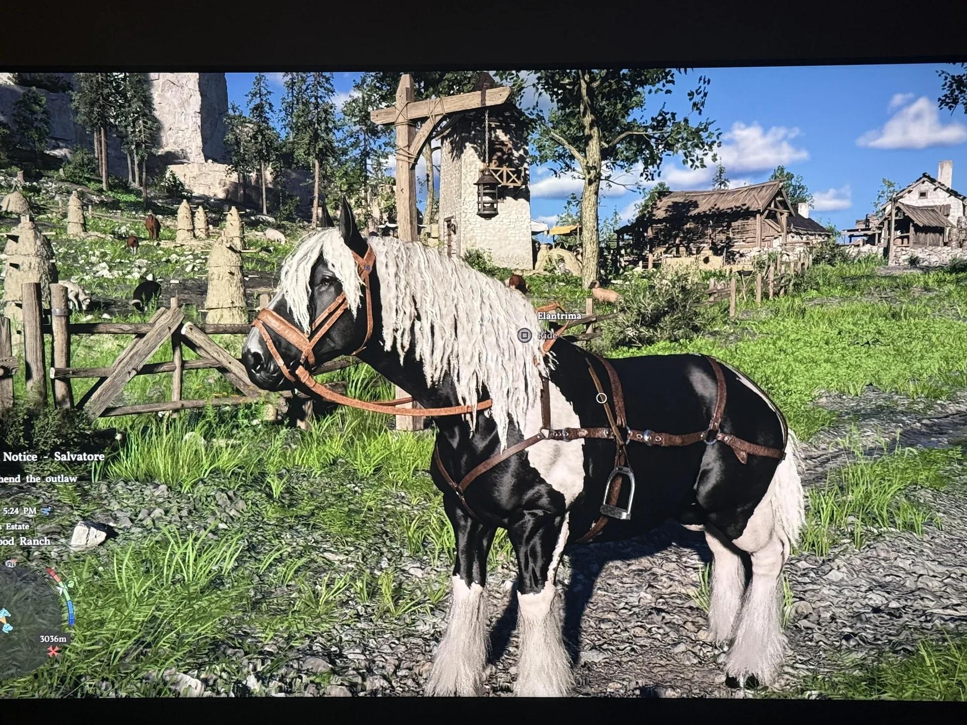 Found this horse and i had to steal him ...