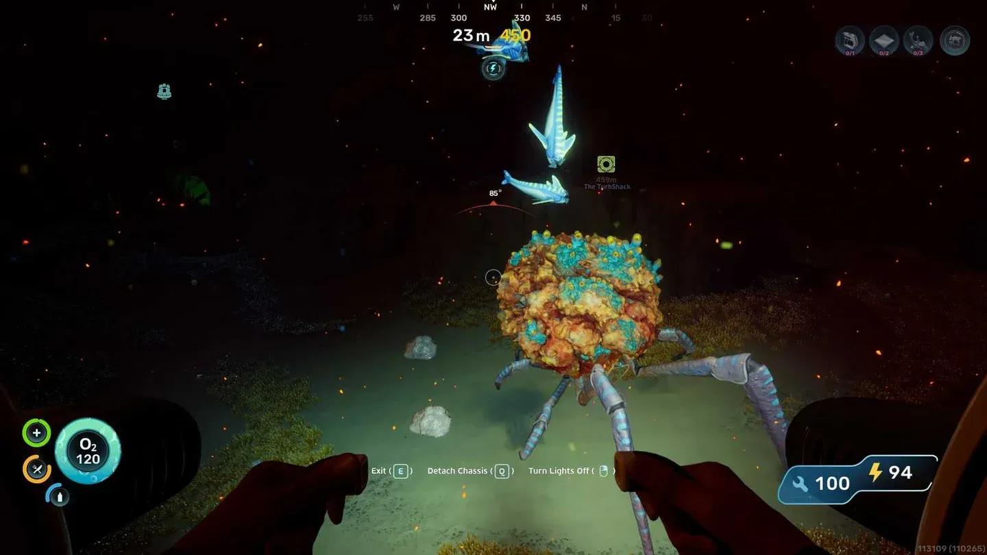 Coral Crab standing to drop feces