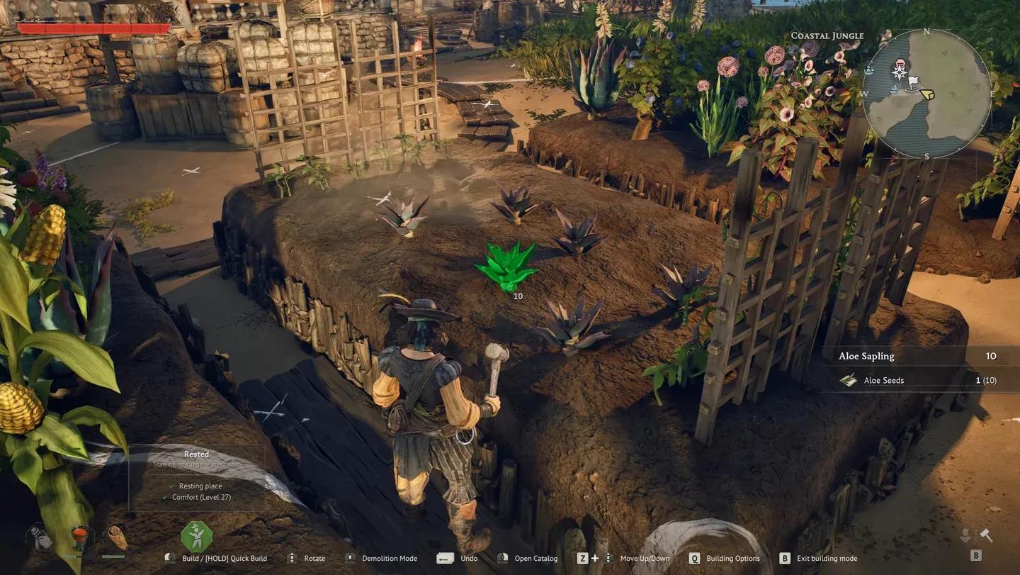 Harvesting cayenne peppers