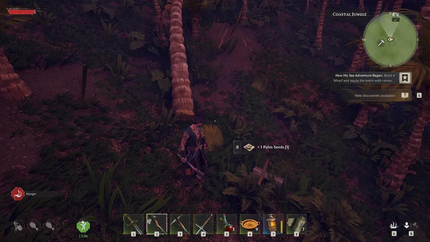 内陆树木掉落棕榈种子